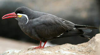 Inca Tern