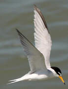 Little Tern