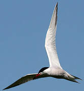 Common Tern