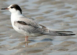 Common Tern