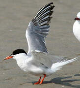 Common Tern