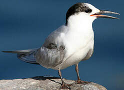 Common Tern