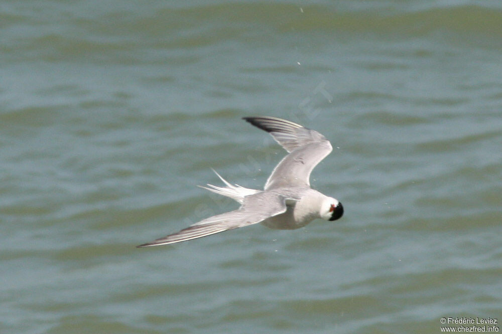 Common Ternadult breeding, Flight