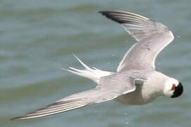 Common Tern