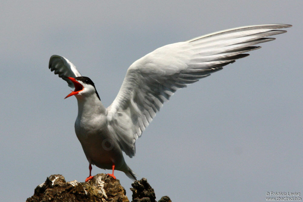 Common Ternadult breeding, identification