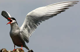 Common Tern