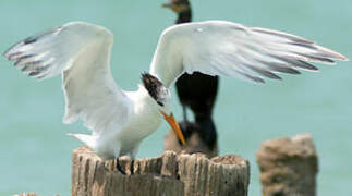 Royal Tern