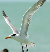 Royal Tern