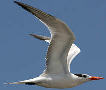 Royal Tern