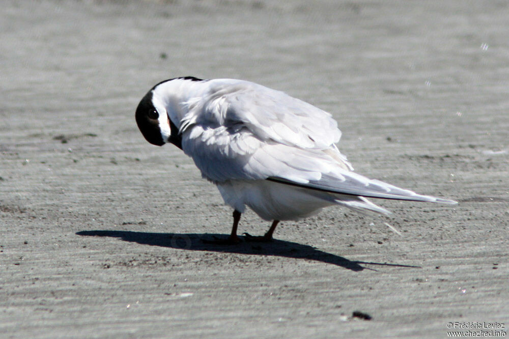 White-fronted Ternadult breeding, identification