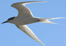 White-fronted Tern