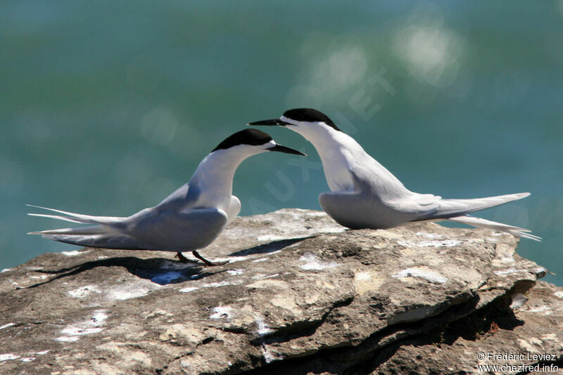 White-fronted Tern , identification