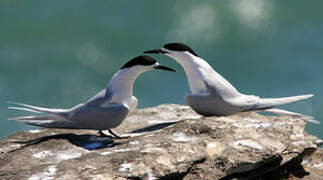 White-fronted Tern