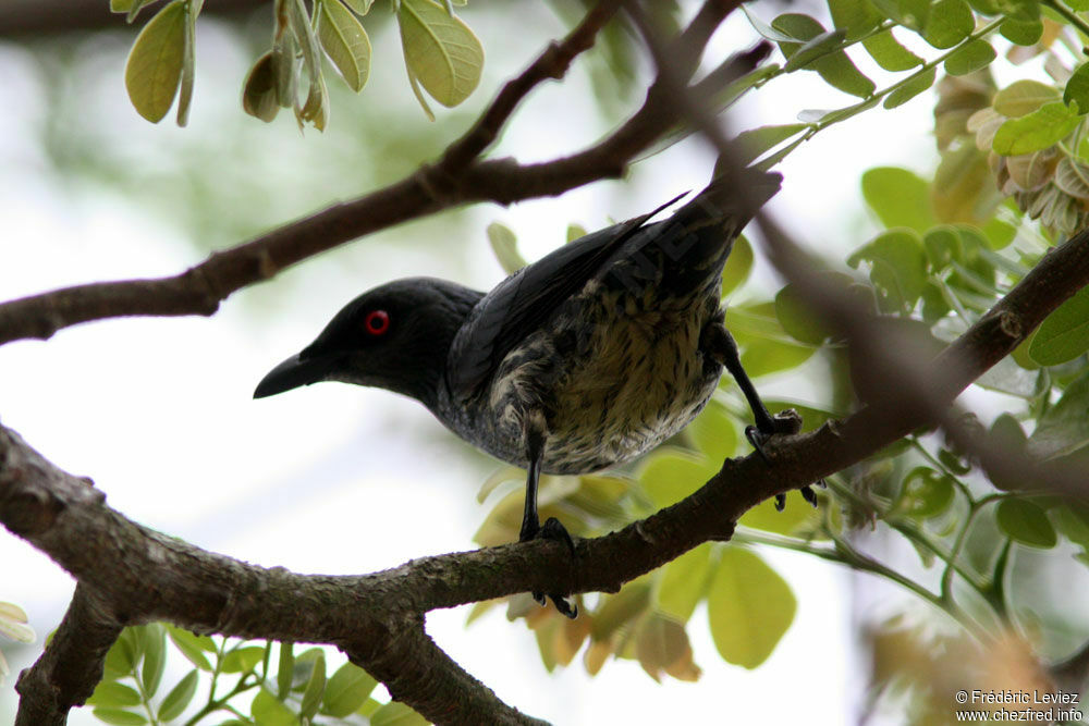 Asian Glossy Starlingimmature, identification