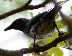 Asian Glossy Starling