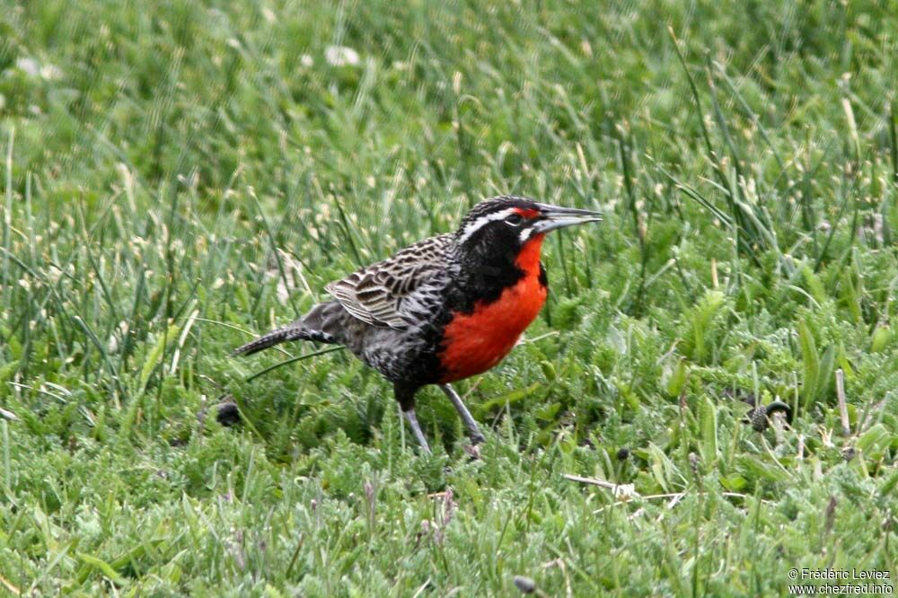 Long-tailed Meadowlark male adult