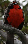 Long-tailed Meadowlark