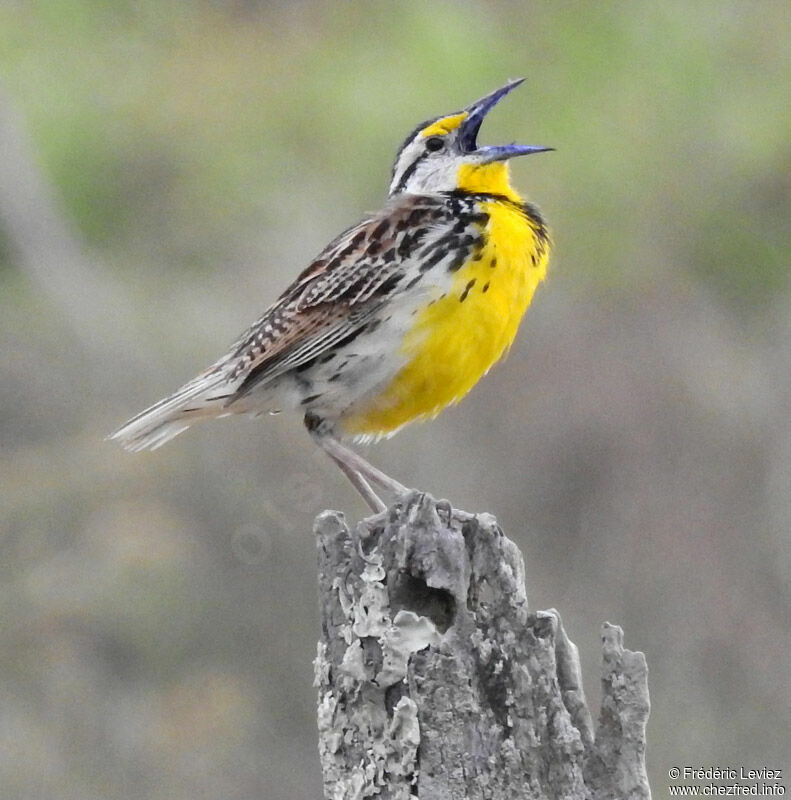 Eastern Meadowlarkadult, identification, song