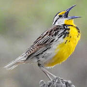 Eastern Meadowlark