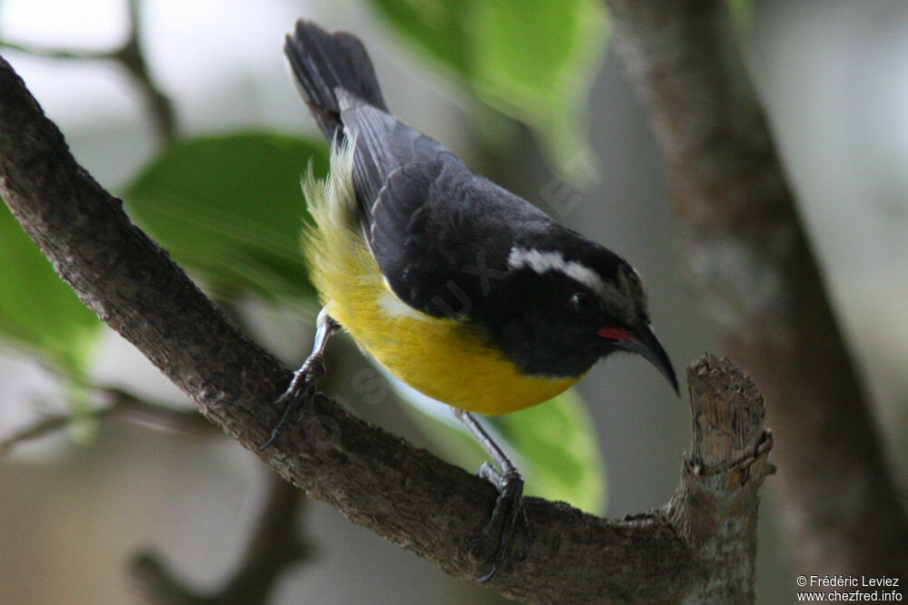 Sucrier à ventre jauneadulte, identification