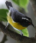 Bananaquit