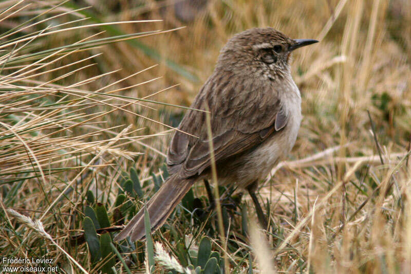 Streak-throated Canastero, pigmentation