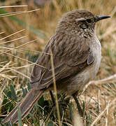 Streak-throated Canastero