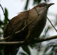 Great Lizard Cuckoo