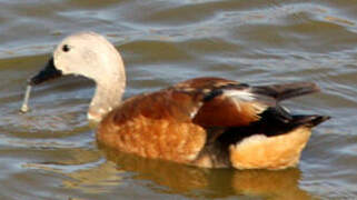 South African Shelduck