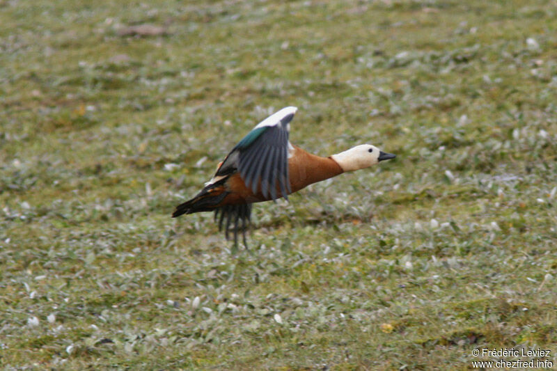 Ruddy Shelduckadult