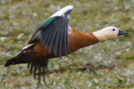 Ruddy Shelduck