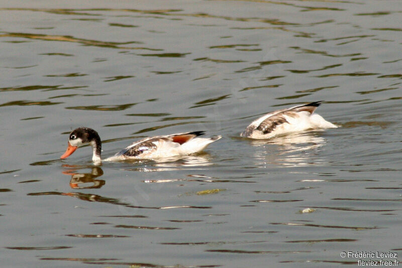 Common ShelduckFirst year