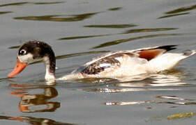 Common Shelduck