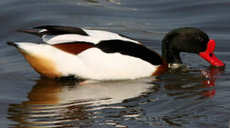 Common Shelduck