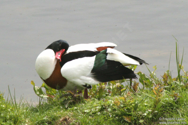 Common Shelduck male adult breeding