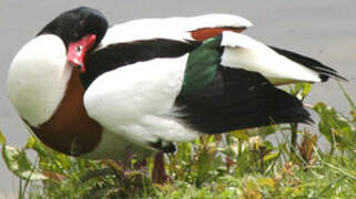 Common Shelduck