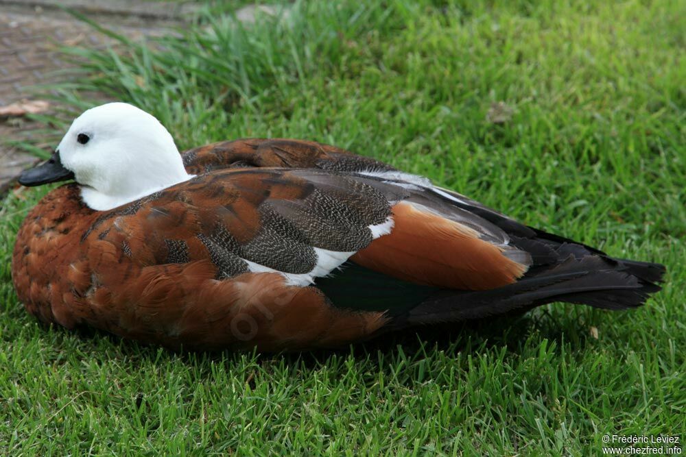 Paradise Shelduck female adult, identification