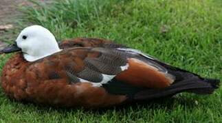 Paradise Shelduck