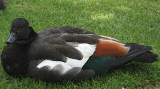 Paradise Shelduck