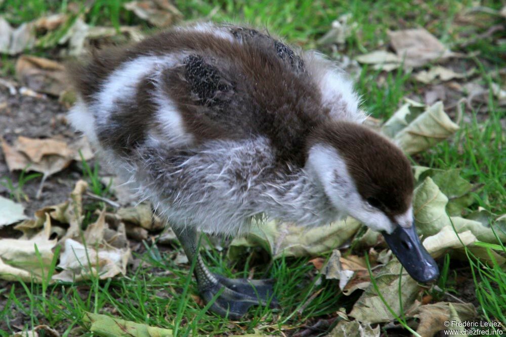 Paradise Shelduckjuvenile, identification