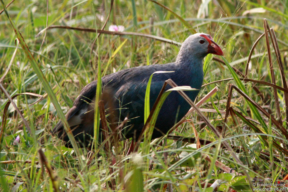 Talève à tête griseadulte, identification