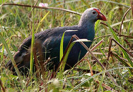 Grey-headed Swamphen