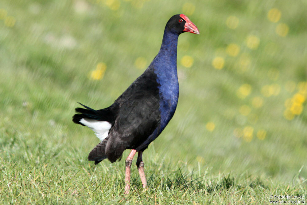 Talève australeadulte, identification