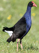 Australasian Swamphen