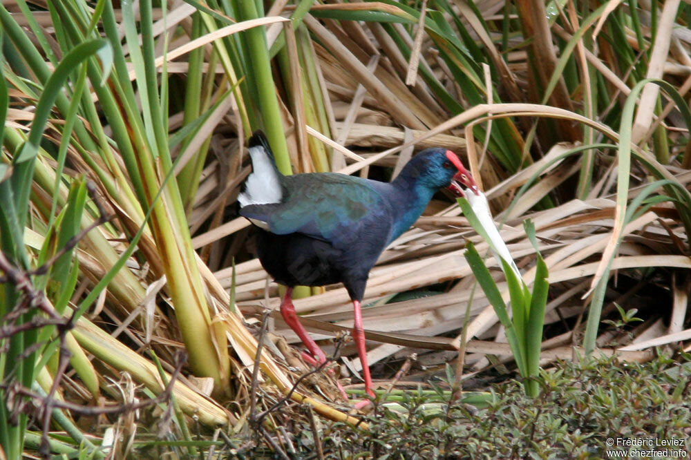 Talève d'Afriqueadulte, identification