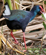 African Swamphen