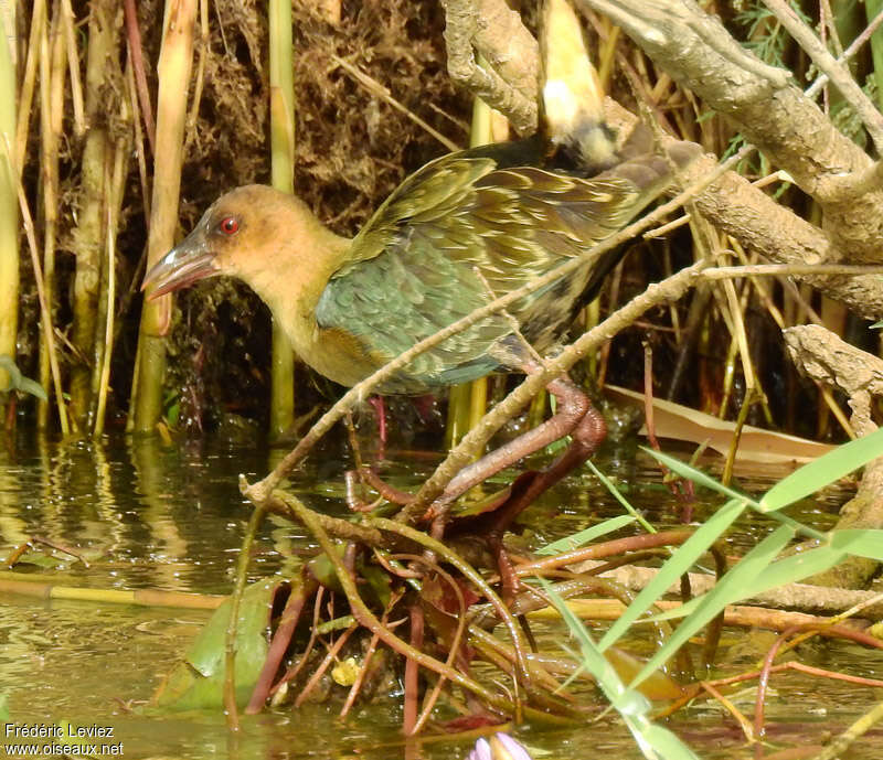 Talève d'Allenjuvénile, identification