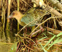 Allen's Gallinule