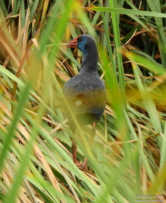 Talève sultaneadulte, identification