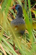 Western Swamphen